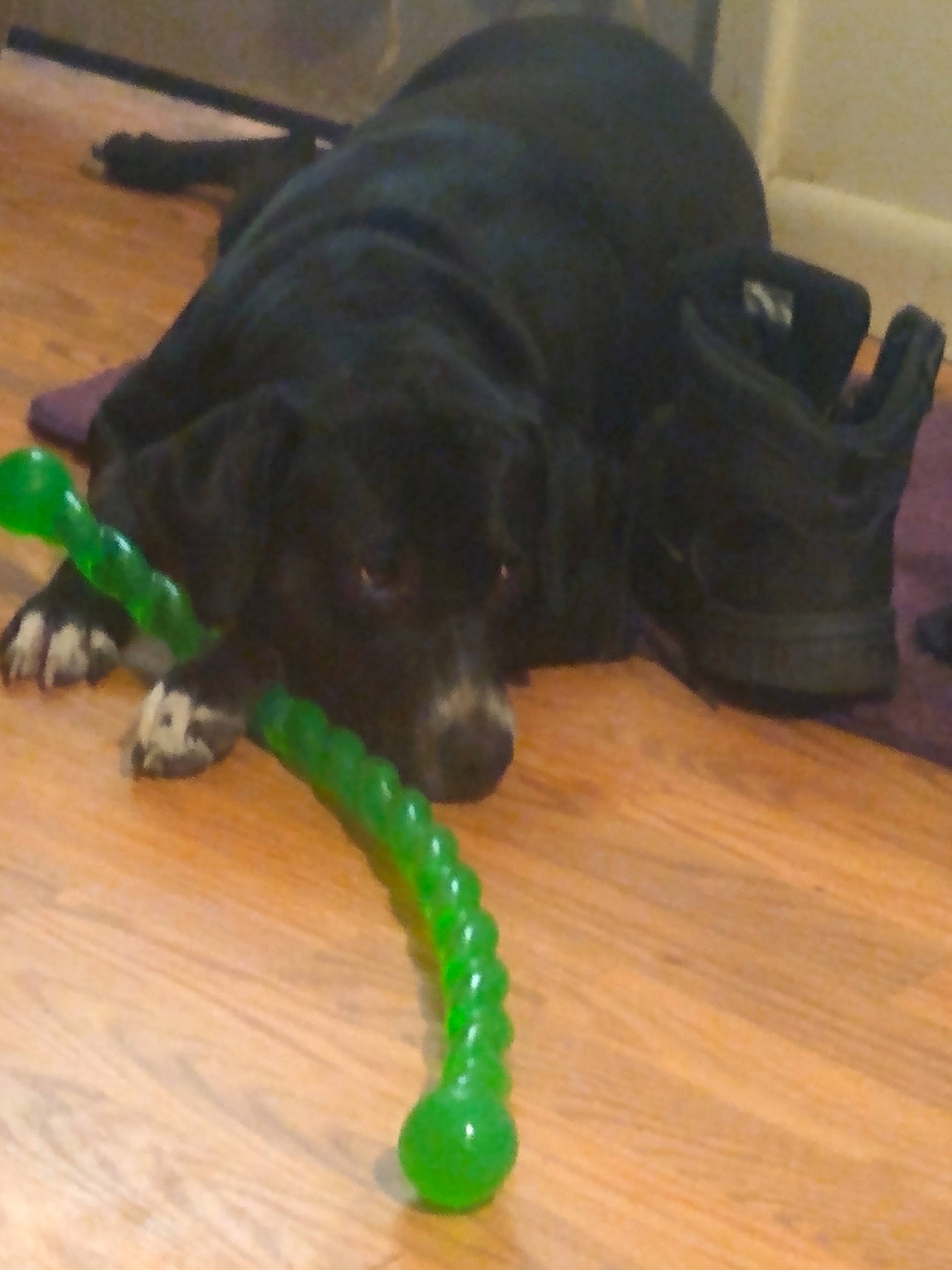 Mollie is registered to the contest to win money with this photo: beagador, canidae, carnivore, companion_dog, dog, dog_breed, dog_toy, flat_coated_retriever, floor, labrador_retriever, puppy, snout, sporting_group, tail