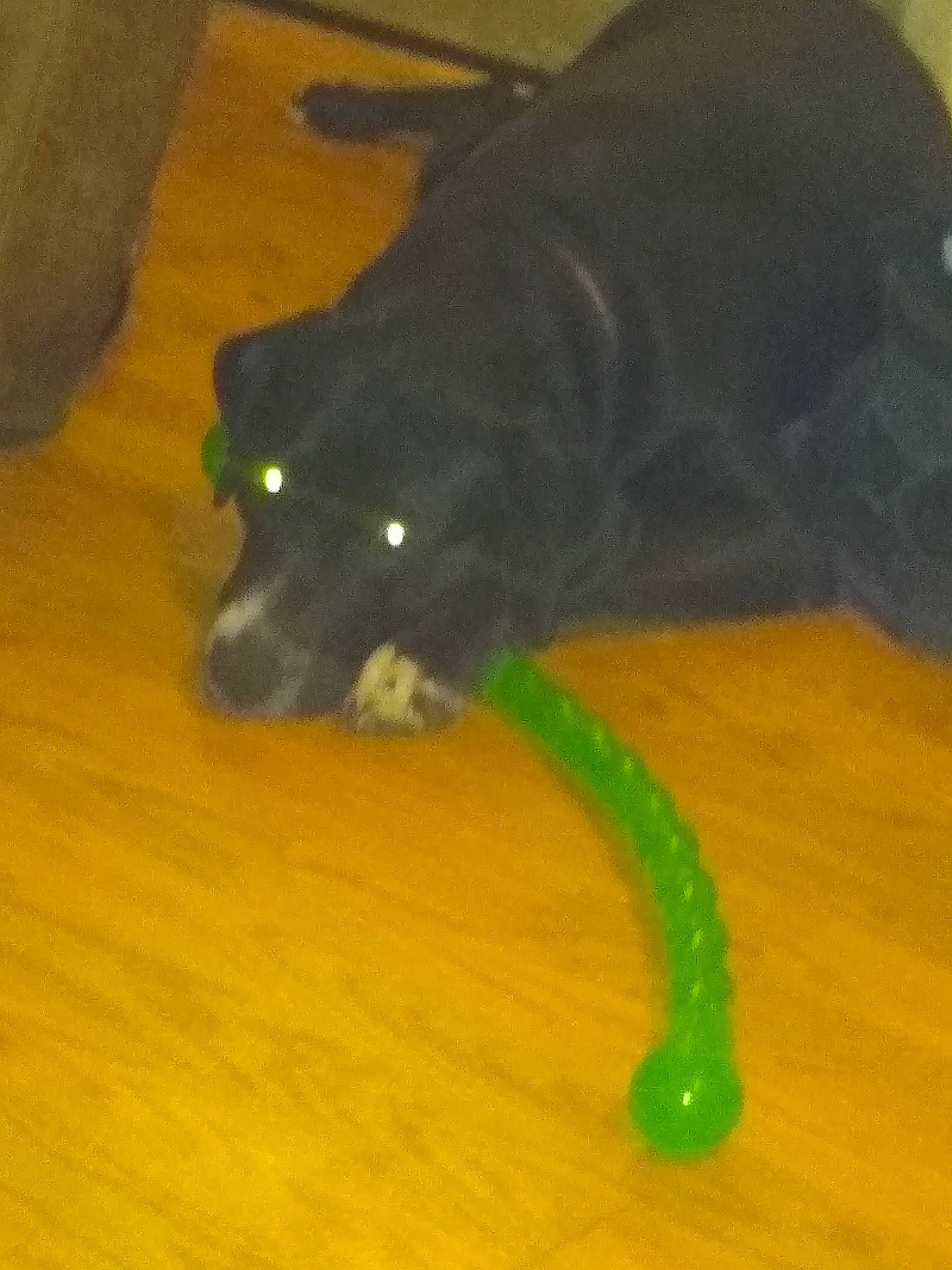 Mollie is registered to the contest to win money with this photo: canidae, dog_breed, sporting_group, tail