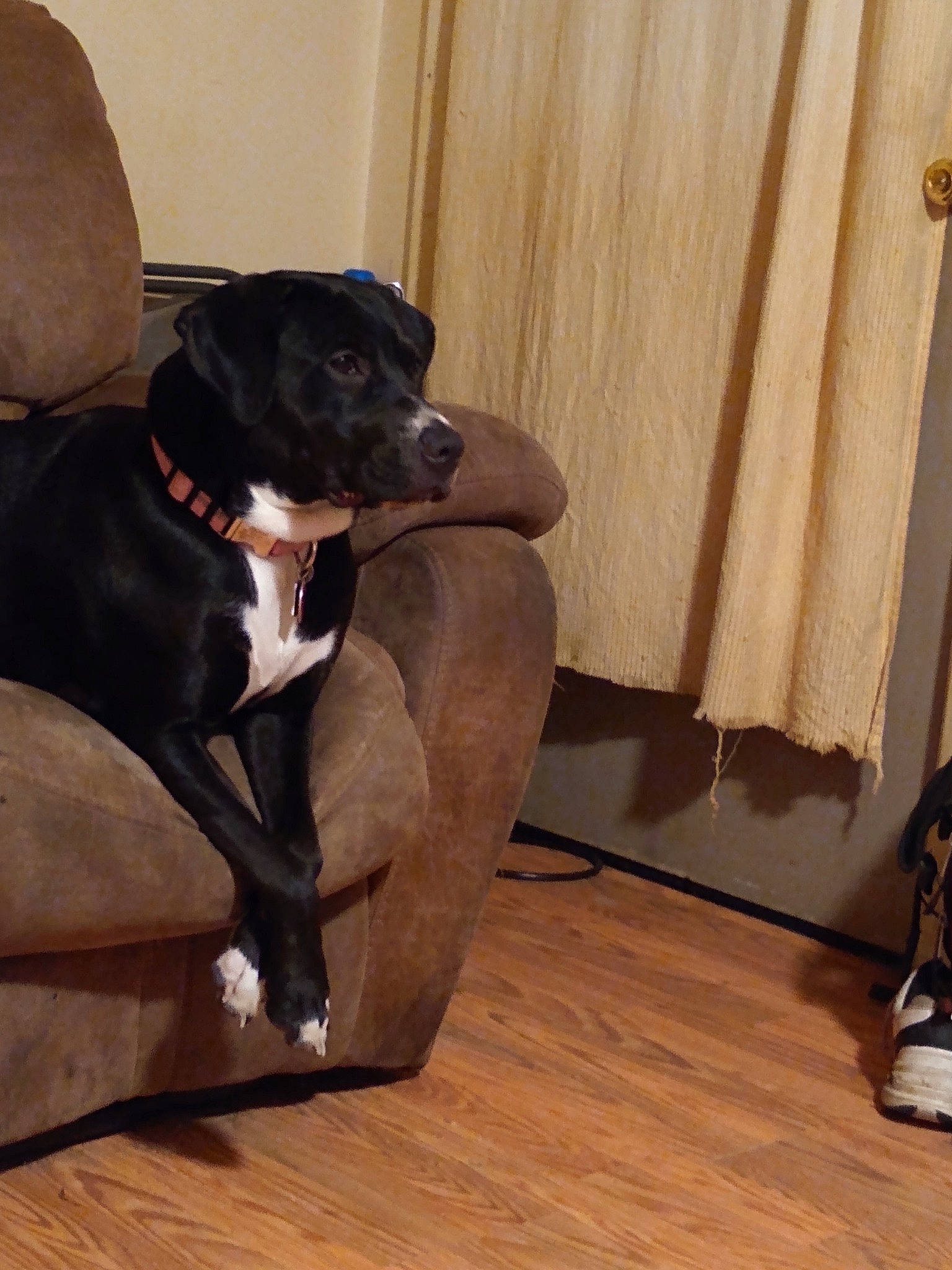 Mollie joined the competition — help win amazing prizes! bandog, borador, canidae, carnivore, companion_dog, dog, dog_breed, fawn, floor, flooring, guard_dog, non_sporting_group, snout, sporting_group