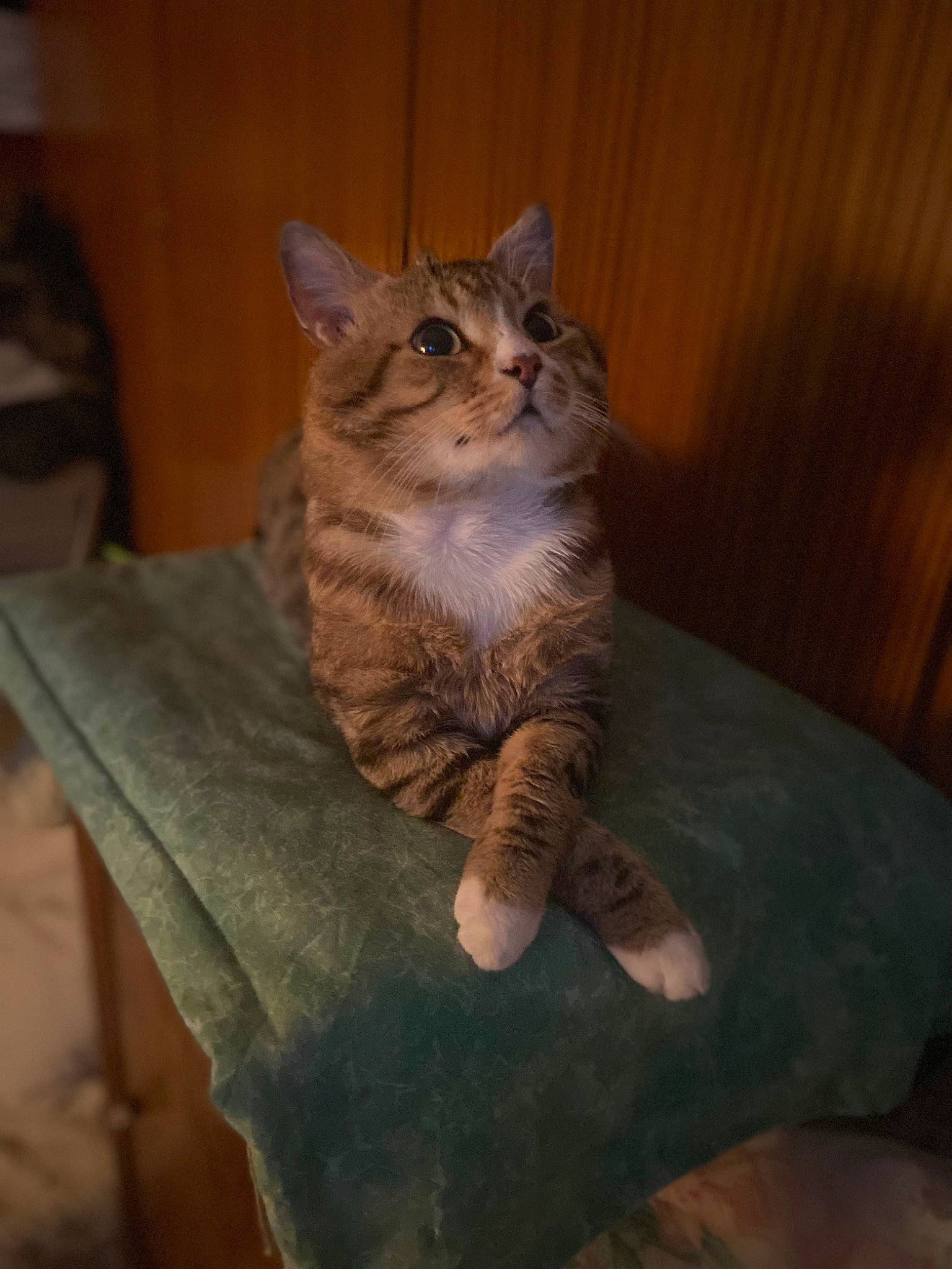 Lucky participe au concours pour gagner de l'argent avec cette photo : carnivore, cat, comfort, couch, domestic_short_haired_cat, door, felidae, flooring, fur, hardwood, paw, sitting, small_to_medium_sized_cats, snout, tail, terrestrial_animal, whiskers, wood