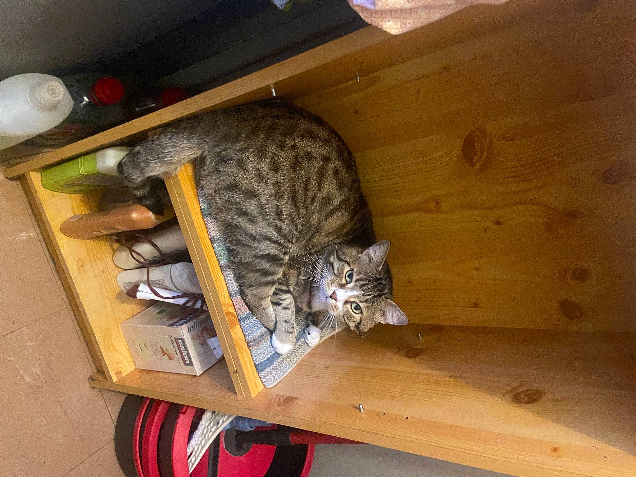 Lucky a rejoint le concours — aidez-le/la à gagner de superbes lots ! carnivore, cat, ceiling, domestic_short_haired_cat, felidae, flooring, fur, hardwood, laminate_flooring, plywood, room, shelf, small_to_medium_sized_cats, tail, whiskers, wood, wood_flooring, wood_stain