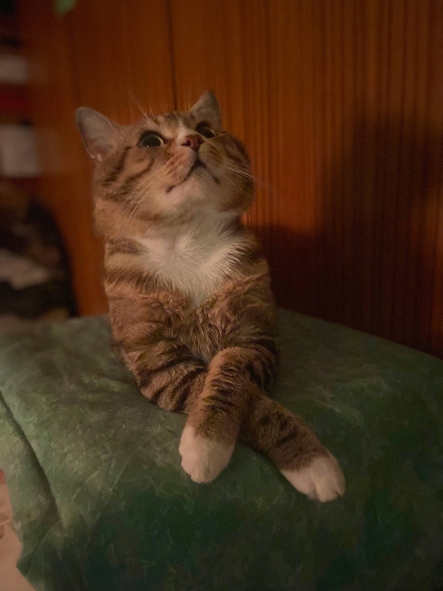 Lucky participe au concours pour gagner de l'argent avec cette photo : carnivore, cat, claw, comfort, darkness, domestic_short_haired_cat, fawn, felidae, flooring, foot, fur, hardwood, paw, sitting, small_to_medium_sized_cats, snout, tail, terrestrial_animal, whiskers, wood