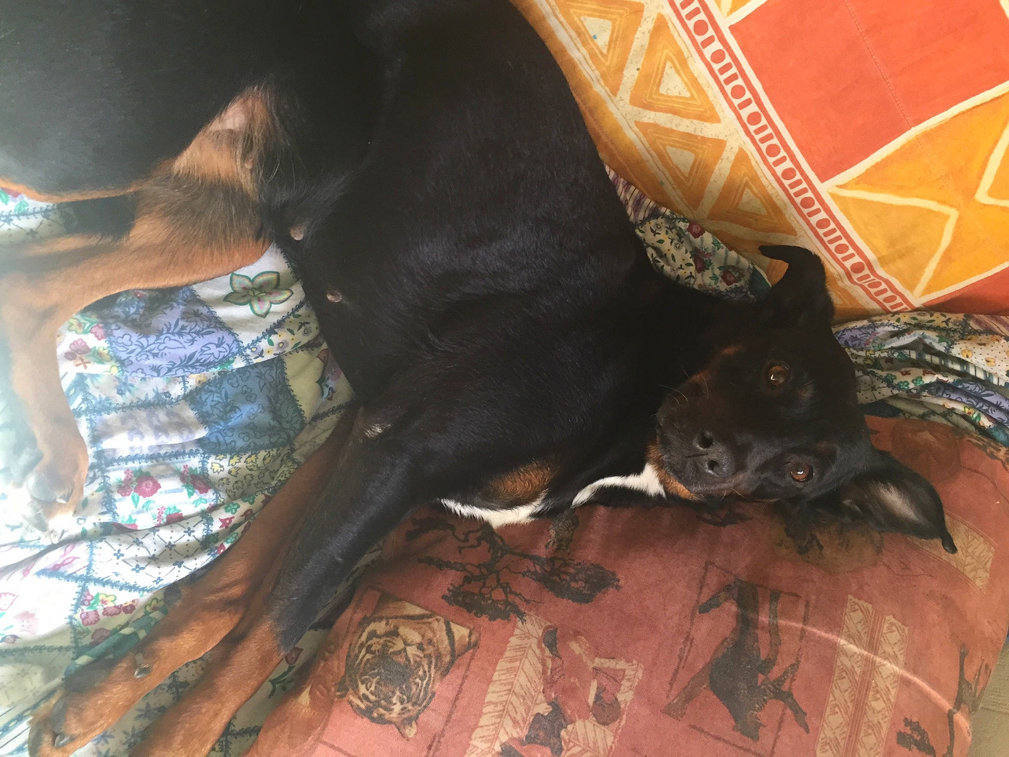 Lili a rejoint le concours — aidez-le/la à gagner de superbes lots ! brown, carnivore, cat, comfort, companion_dog, dog, dog_breed, domestic_short_haired_cat, fawn, felidae, fur, liver, montenegrin_mountain_hound, small_to_medium_sized_cats, sporting_group, tail, terrestrial_animal, whiskers, wood, working_animal