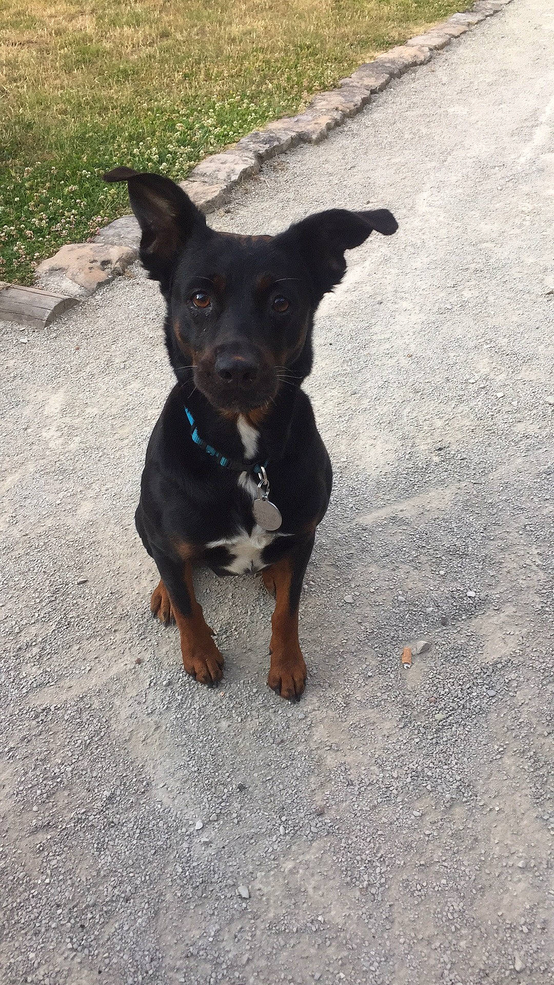 Lili participe au concours pour gagner de l'argent avec cette photo : asphalt, canidae, carnivore, collar, companion_dog, dog, dog_breed, dog_collar, fawn, paw, road_surface, shadow, snout, sporting_group, tail, tar, terrestrial_animal, toy_dog, working_animal, working_dog