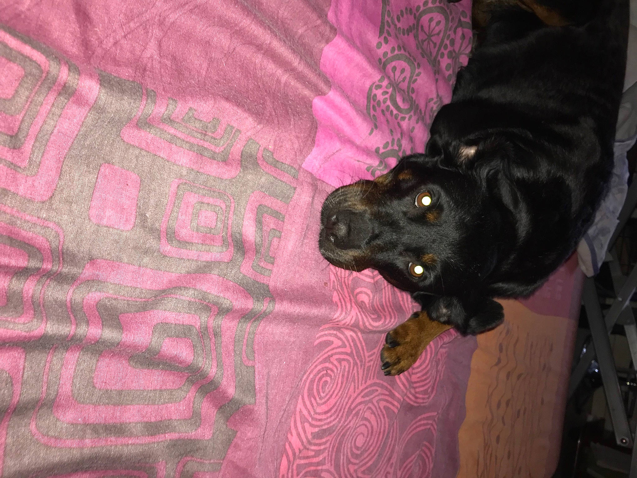 Lili a rejoint le concours — aidez-le/la à gagner de superbes lots ! canidae, carnivore, collar, comfort, companion_dog, dog, dog_breed, fur, linens, liver, magenta, natural_material, pattern, pink, purple, sleeve, sporting_group, textile, working_animal, woven_fabric