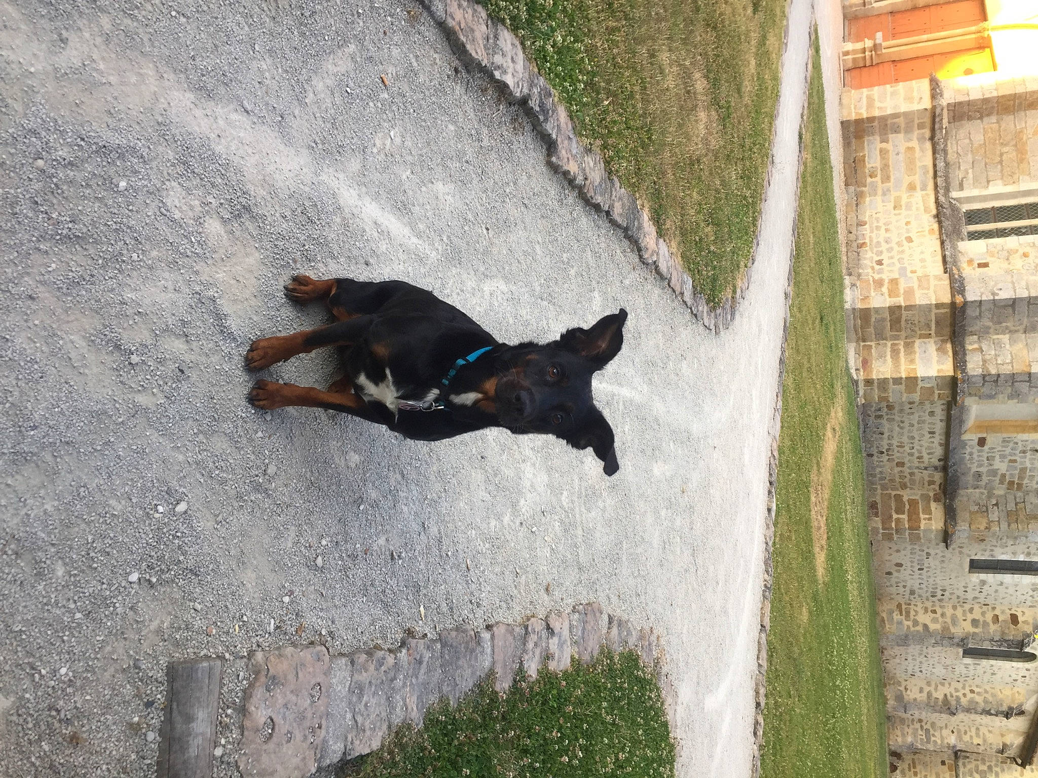 Lili a rejoint le concours — aidez-le/la à gagner de superbes lots ! adventure, asphalt, canidae, carnivore, concrete, dog, dog_breed, grass, landscape, plant, recreation, road_surface, shadow, sidewalk, sporting_group, tail, tree, water, window, wood