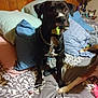 Puppy is registered to the contest to win money with this photo: dog, bed, pillow, toy, indoor, pet, collar, chain, wood_panel_wall, blanket, comfort, animal, furniture, playful, brown_dog_leg, domestic, resting_place, chew_toy, bedroom, relaxation
