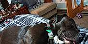 Puppy joined the competition — help win amazing prizes! dog, sleeping, collar, tongue_out, plaid_blanket, bedroom, furniture, chair, cabinet, ball, door, carpet, indoor, resting, pet, black_dog, cozy, relaxed, home, sleep