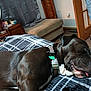 dog, sleeping, collar, tongue_out, plaid_blanket, bedroom, furniture, chair, cabinet, ball, door, carpet, indoor, resting, pet, black_dog, cozy, relaxed, home, sleep