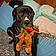 Puppy