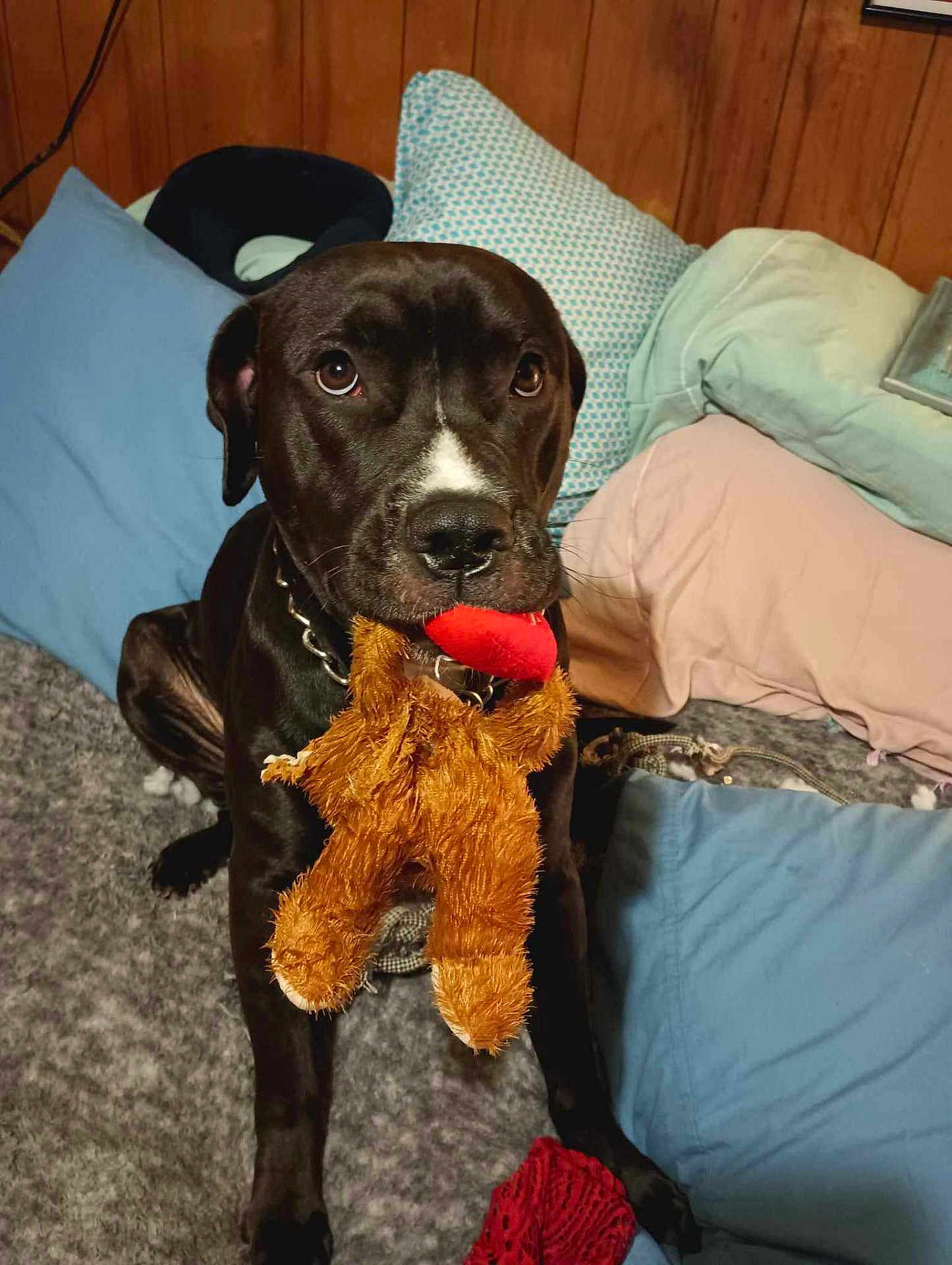 Puppy is registered to the contest to win money with this photo: dog, black_dog, plush_toy, bed, pillows, indoor, cozy, pet, animal, fur, collar, looking, cute, playing, resting, home, carpet, sleeping_area, toy, domestic