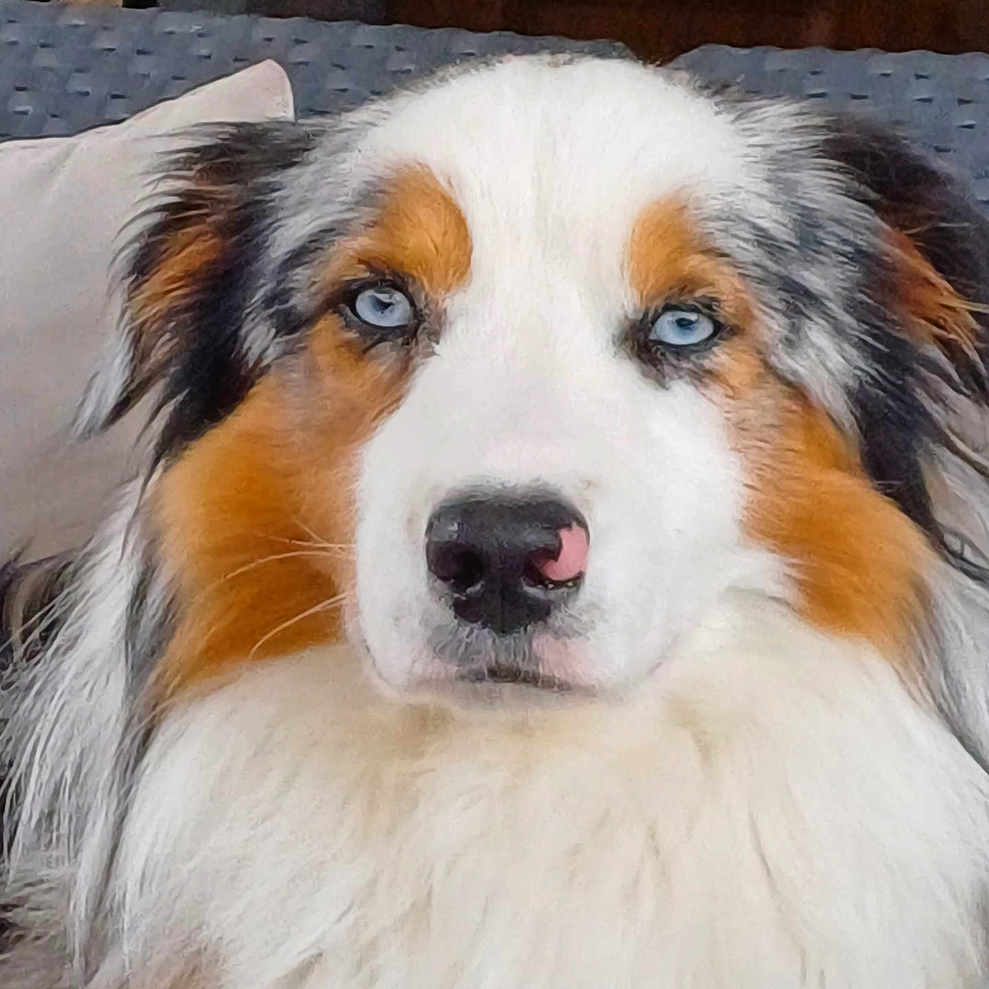 Urko participe au concours pour gagner de l'argent avec cette photo : animal, ball, canine, cockerspaniel, collie, couch, cushion, dog, eskimodog, football, furniture, homedecor, hound, husky, pet, puppy, snout, soccer, soccerball, sport