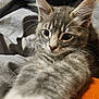 Blu is registered to the contest to win money with this photo: kitten, gray_tabby, cat, fur, whiskers, close_up, paw, eyes, cute, pet, indoor, blanket, cushion, soft, feline, young, curious, mammal, animal, cozy