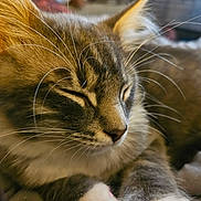 Blu is registered to the contest to win money with this photo: cat, close_up, sleeping, whiskers, fur, pet, animal, relaxed, indoor, cute, mammal, feline, portrait, soft_light, peaceful, domestic_animal, resting, cozy, nose, ears