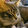 cat, close_up, sleeping, whiskers, fur, pet, animal, relaxed, indoor, cute, mammal, feline, portrait, soft_light, peaceful, domestic_animal, resting, cozy, nose, ears