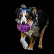 Cooky a rejoint le concours — aidez-le/la à gagner de superbes lots ! accessories, animal, canine, cockerspaniel, collie, dog, face, flower, head, hound, leash, papillon, pet, plant, puppy, purple, snout, sphere, strap, terrier
