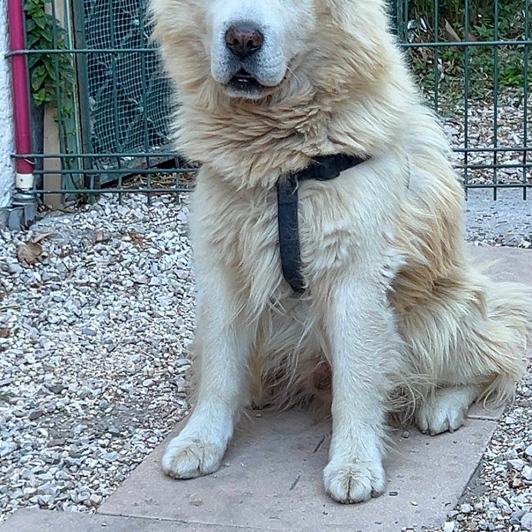 Tito participe au concours pour gagner de l'argent avec cette photo : animal, calm, canine, closeup, daylight, dog, fence, fur, garden, gravel, harness, leisure, mammal, nature, one_animal, outdoor, path, pet, portrait, sitting