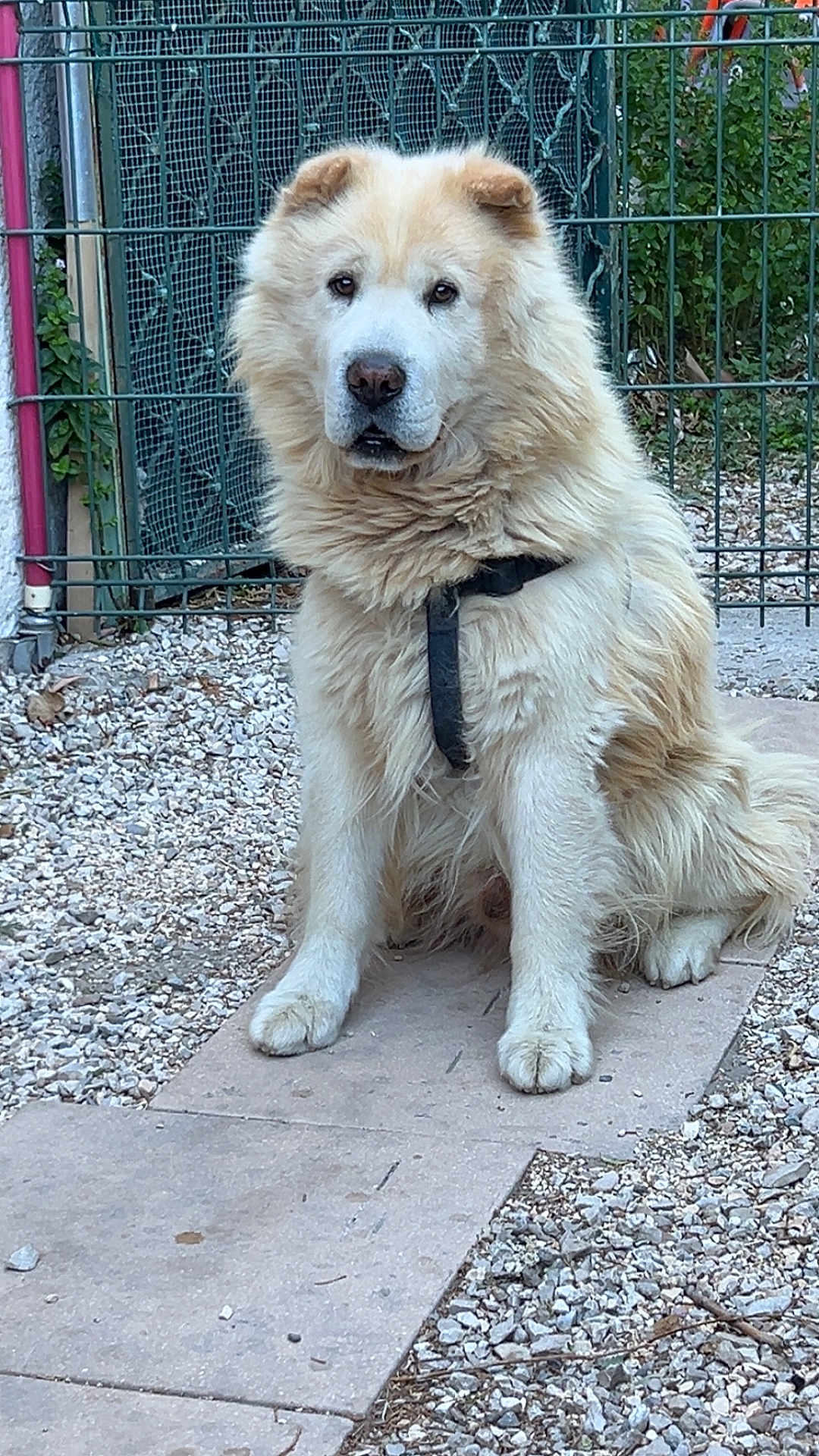 Tito participe au concours pour gagner de l'argent avec cette photo : dog, sitting, outdoor, fence, gravel, path, harness, fur, pet, canine, animal, calm, garden, nature, closeup, daylight, portrait, leisure, mammal, one_animal