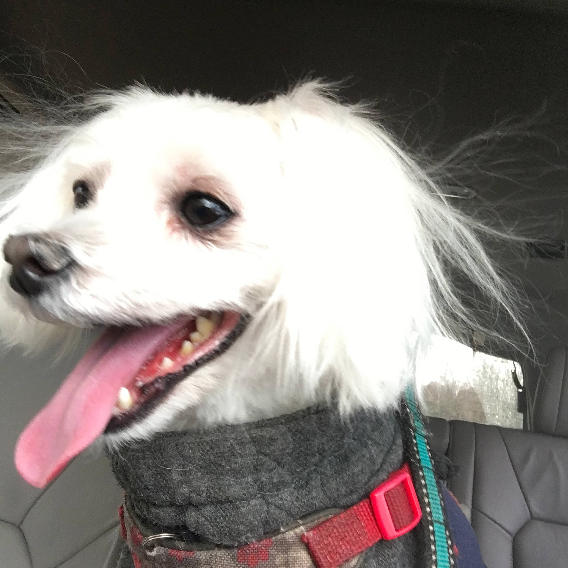 Diego joined the competition — help win amazing prizes! carnivore, collar, companion_dog, dog, dog_breed, dog_clothes, dog_collar, dog_supply, eye, eyewear, fur, puppy_love, small_terrier, smile, snout, sporting_group, terrier, toy_dog, whiskers, working_animal