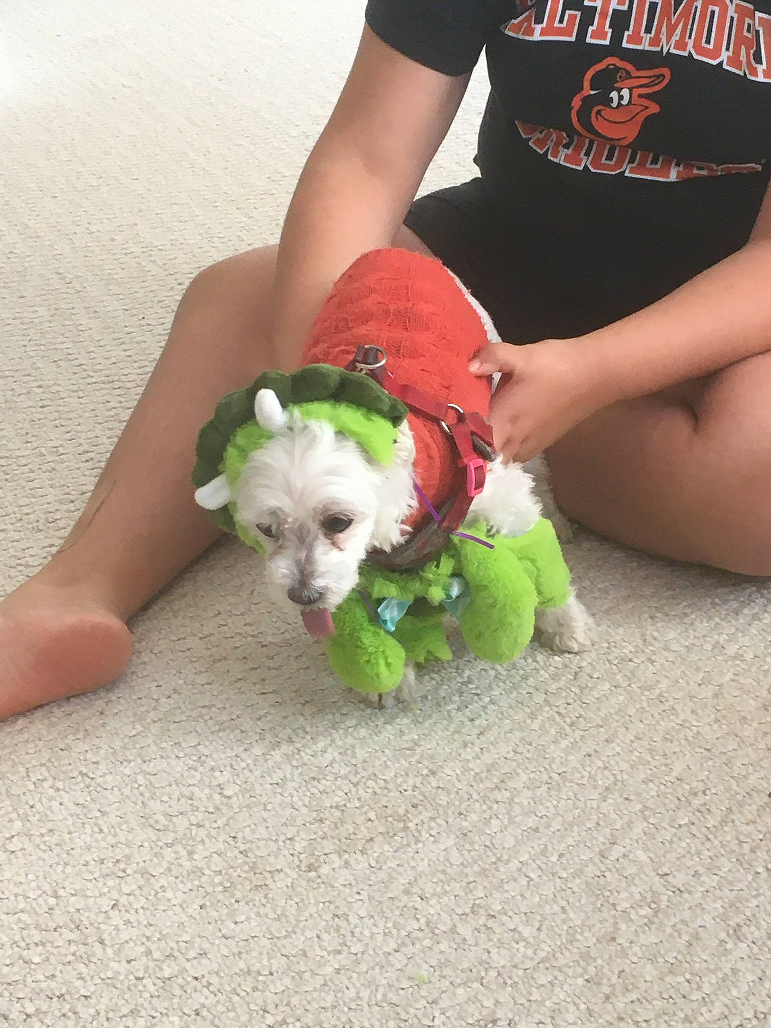 Diego is registered to the contest to win money with this photo: canidae, carnivore, companion_dog, dog, dog_breed, dog_clothes, dog_collar, dog_supply, fashion_accessory, fawn, grass, human_leg, knee, puppy_love, sporting_group, thigh, toy, toy_dog, working_animal, wrist