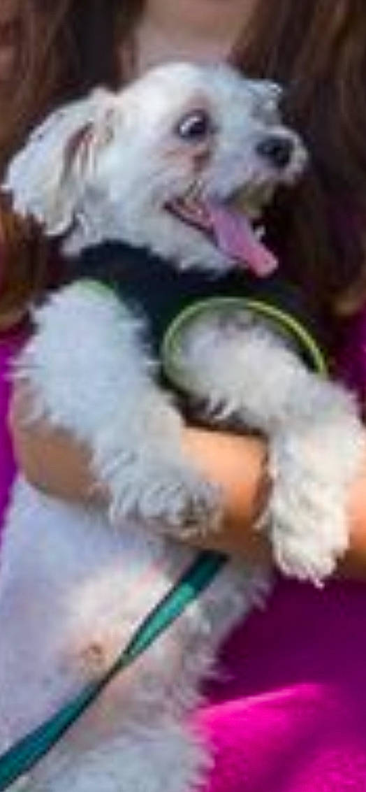 Diego joined the competition — help win amazing prizes! canidae, carnivore, companion_dog, dog, dog_breed, dog_supply, ear, event, fur, magenta, natural_material, non_sporting_group, pet_supply, photo_caption, pink, smile, sporting_group, white, working_animal