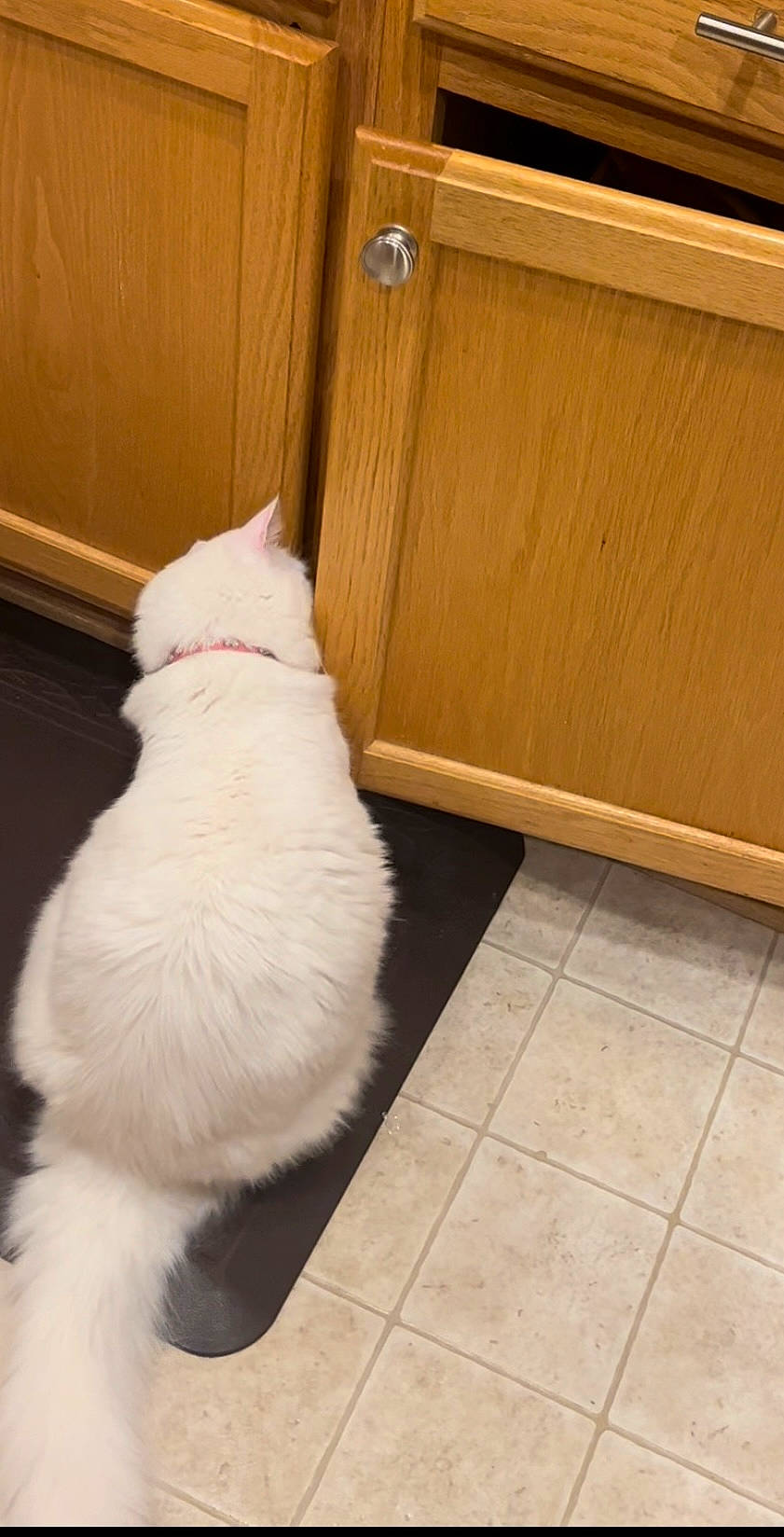 Vanilla joined the competition — help win amazing prizes! cabinetry, carnivore, cat, door, fawn, felidae, floor, flooring, fur, hardwood, paw, room, small_to_medium_sized_cats, snout, tail, tile_flooring, whiskers, window, wood, wood_stain