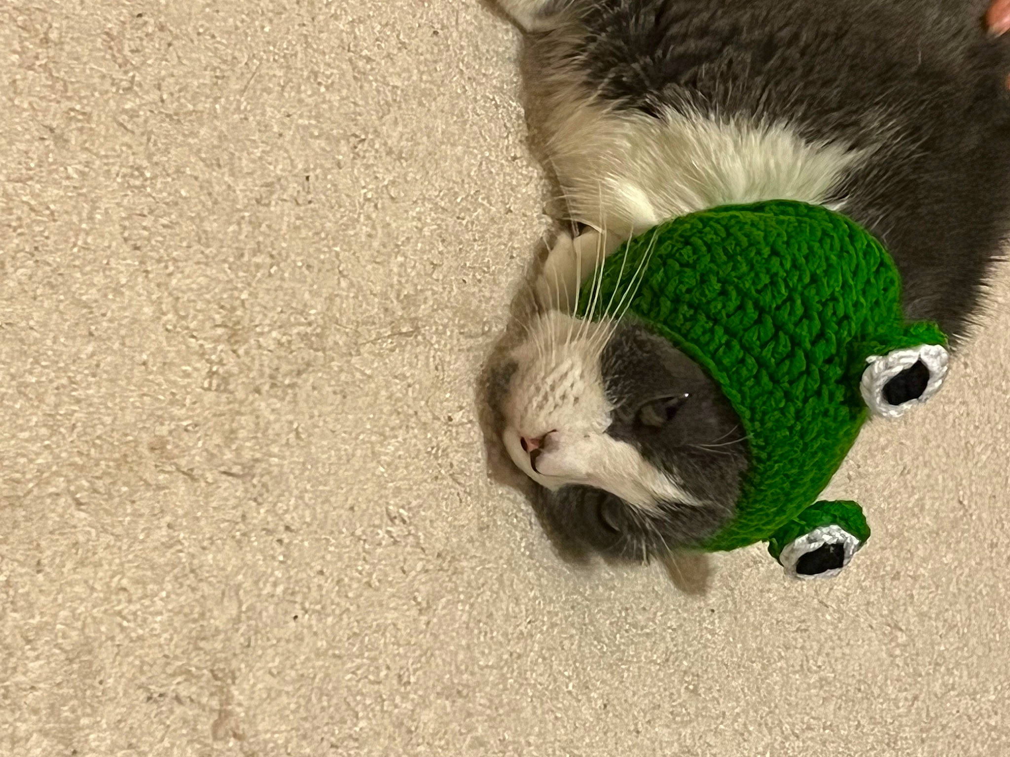 Chunky joined the competition — help win amazing prizes! asphalt, canidae, claw, fawn, felidae, foot, fur, glove, grass, guinea_pig, paw, road_surface, rodent, sand, small_to_medium_sized_cats, snout, soil, tail, terrestrial_animal, whiskers