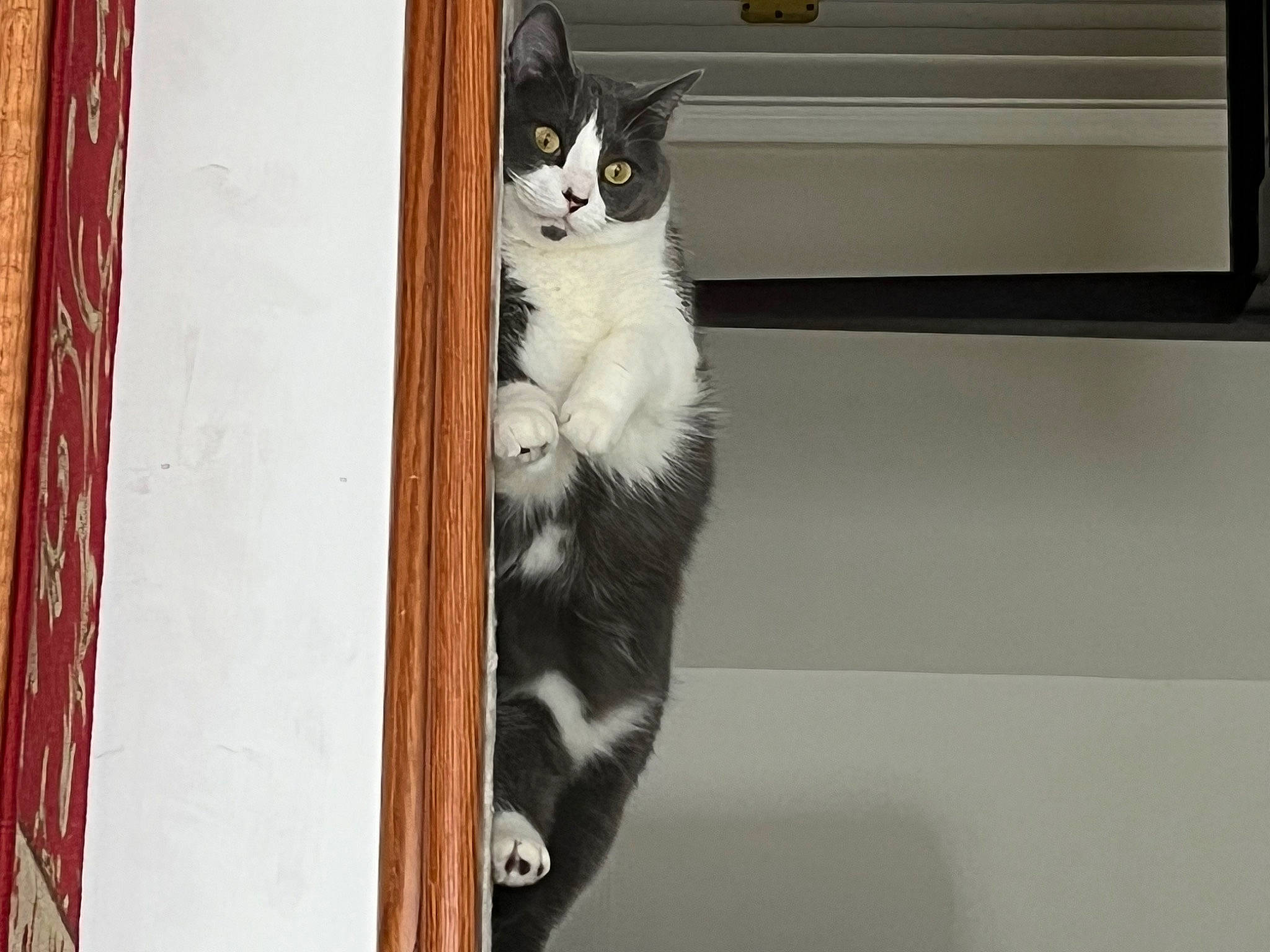 Chunky joined the competition — help win amazing prizes! carnivore, cat, domestic_short_haired_cat, door, felidae, fur, hardwood, paw, room, small_to_medium_sized_cats, snout, tail, whiskers, window, wood