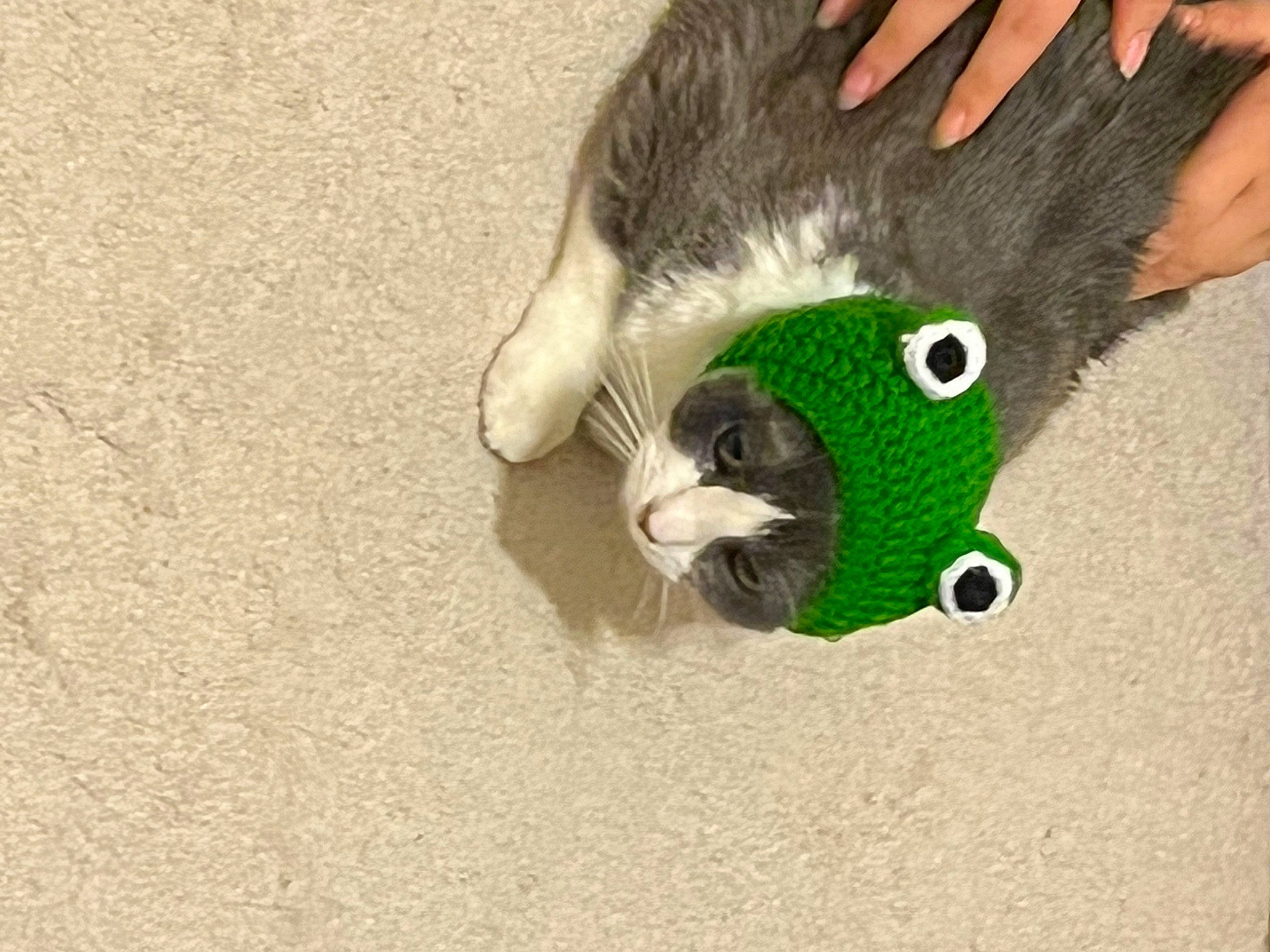 Chunky is registered to the contest to win money with this photo: canidae, carnivore, cat, cat_toy, claw, domestic_short_haired_cat, fawn, felidae, foot, fur, glove, grass, human_leg, paw, small_to_medium_sized_cats, snout, stuffed_toy, tail, toy, whiskers