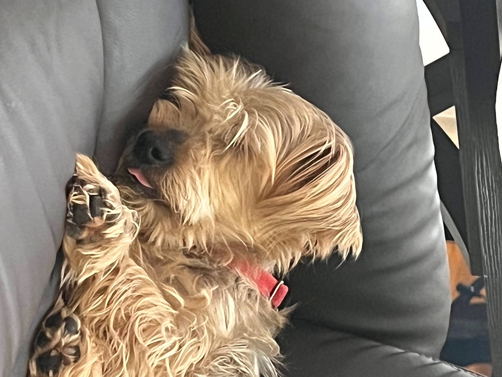 Mickey joined the competition — help win amazing prizes! biewer_terrier, canidae, carnivore, comfort, companion_dog, dog, dog_breed, fashion_accessory, fawn, fur, non_sporting_group, schnauzer, small_terrier, snout, sporting_group, terrier, toy_dog, working_animal, yorkipoo, yorkshire_terrier