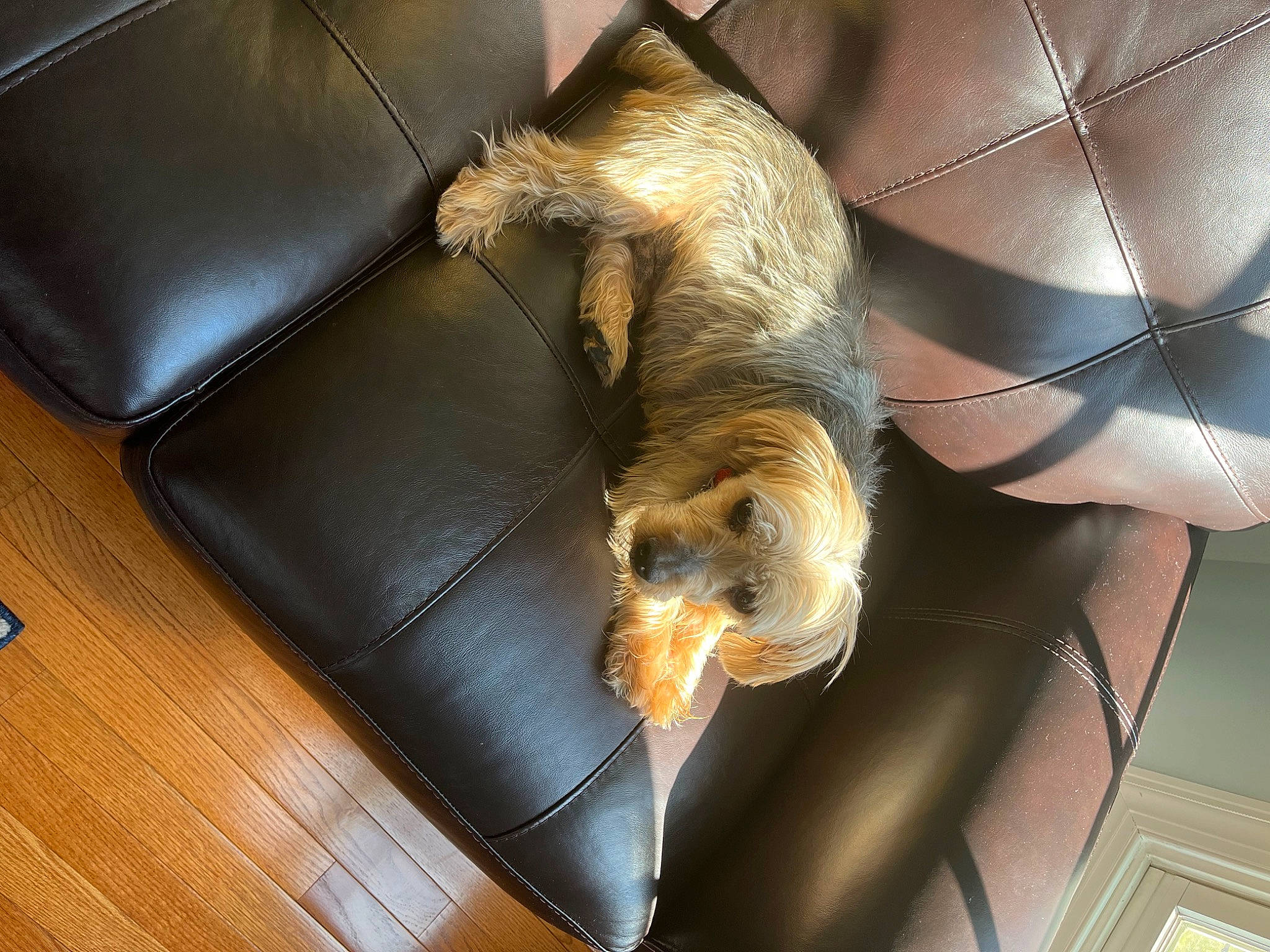 Mickey joined the competition — help win amazing prizes! canidae, carnivore, claw, comfort, companion_dog, couch, dog, dog_breed, fawn, felidae, flooring, fur, hardwood, small_to_medium_sized_cats, sporting_group, tail, toy_dog, umbrella, whiskers, wood