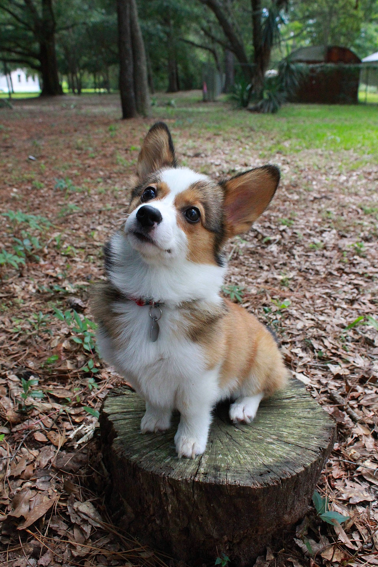 Mei is registered to the contest to win money with this photo: canidae, carnivore, companion_dog, dog, dog_breed, grass, herding_dog, plant, soil, sporting_group, tail, terrestrial_animal, tree, whiskers, wood, working_animal, working_dog