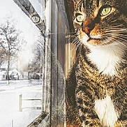 Meeko joined the competition — help win amazing prizes! animal, cat, close_up, curious, daylight, domestic_animal, feline, green_eyes, indoor, looking_out, nature, pet, reflection, snow, sunlight, tabby_cat, whiskers, window, winter, wood