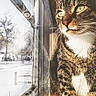animal, cat, close_up, curious, daylight, domestic_animal, feline, green_eyes, indoor, looking_out, nature, pet, reflection, snow, sunlight, tabby_cat, whiskers, window, winter, wood