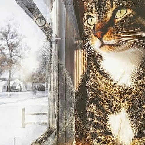 Meeko