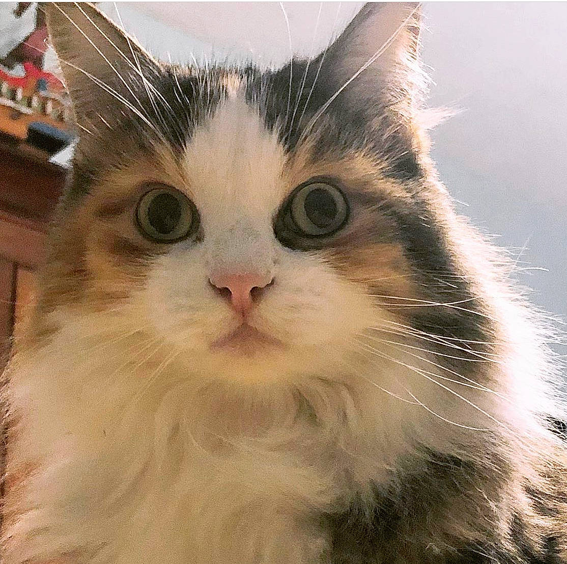 Pumpkin Roll joined the competition — help win amazing prizes! british_longhair, carnivore, cat, domestic_short_haired_cat, fawn, felidae, fur, happy, paw, small_to_medium_sized_cats, snout, terrestrial_animal, whiskers, window, working_animal