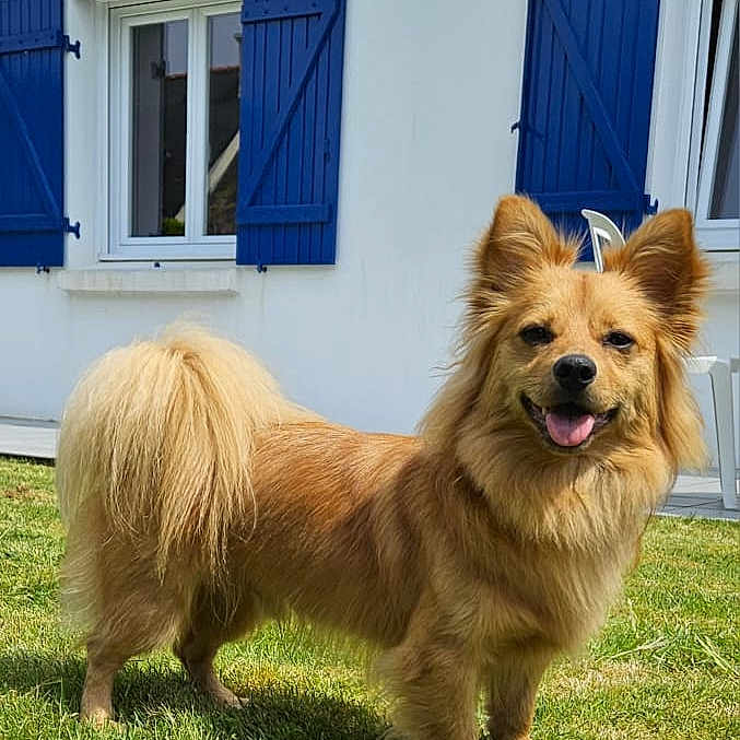 Rio a rejoint le concours — aidez-le/la à gagner de superbes lots ! blue_shutters, canine, daylight, dog, domestic_animal, ears, fur, grass, happy, house, nature, outdoor, pet, portrait, smiling, sunny, tail, tongue, window, yard