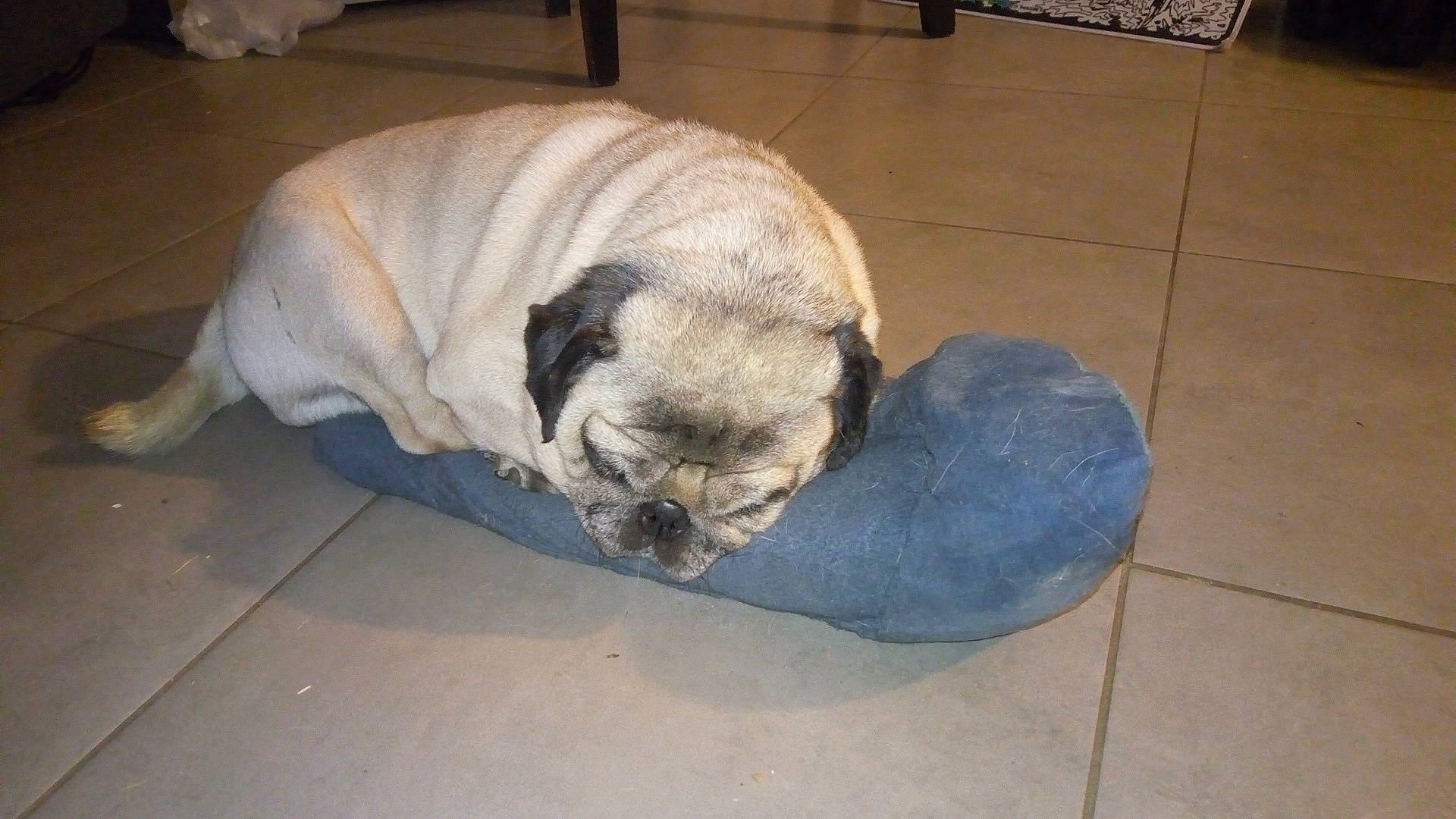 Héliot participe au concours pour gagner de l'argent avec cette photo : canidae, carnivore, comfort, companion_dog, dog, dog_breed, fawn, floor, flooring, hardwood, nap, paw, pug, snout, sporting_group, tail, terrestrial_animal, tile_flooring, toy_dog, wrinkle