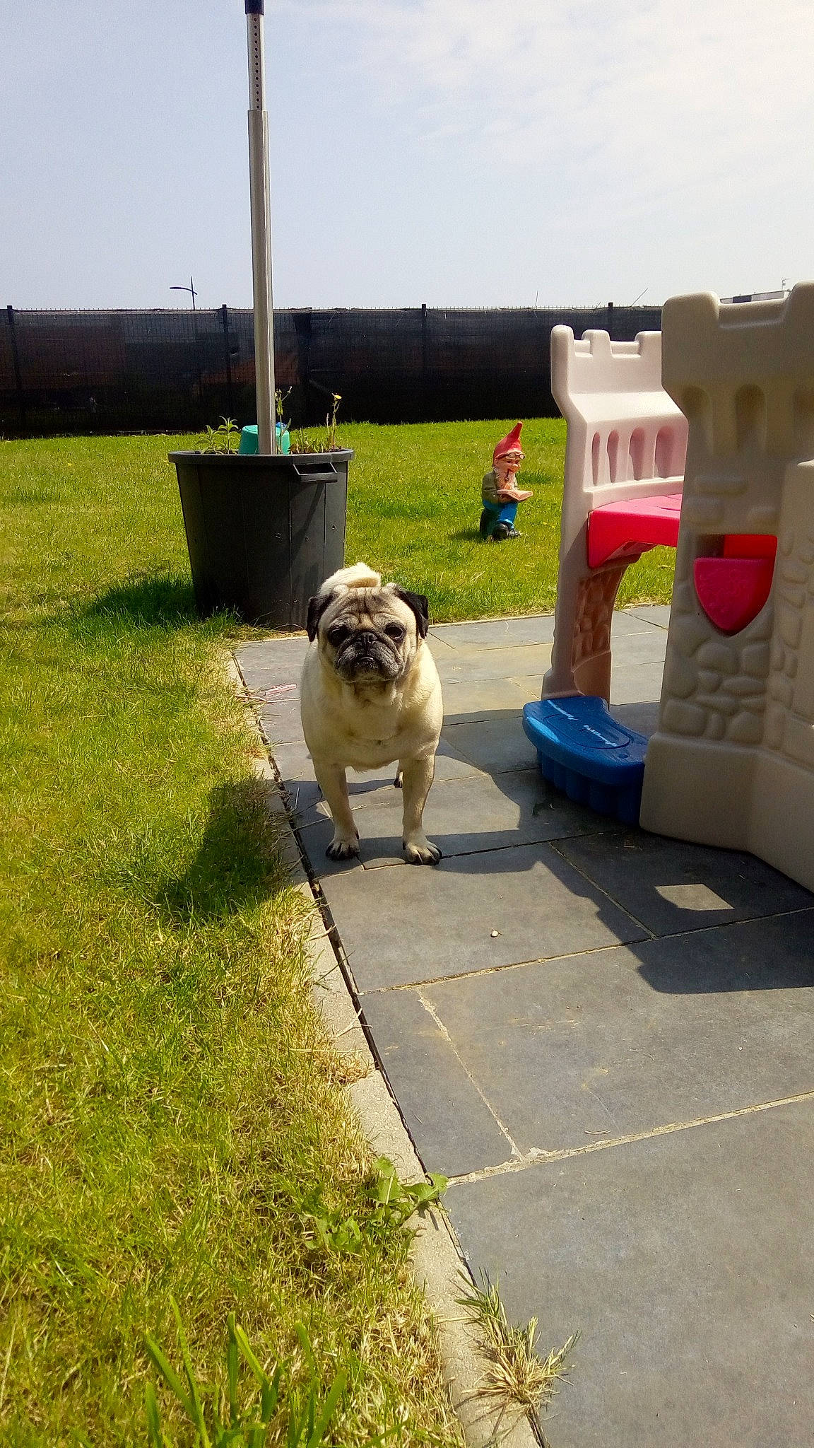 Héliot a rejoint le concours — aidez-le/la à gagner de superbes lots ! canidae, carnivore, chair, companion_dog, dog, dog_breed, dog_supply, fawn, flooring, gas, grass, leisure, outdoor_furniture, plant, recreation, shade, sidewalk, sky, sporting_group, toy_dog