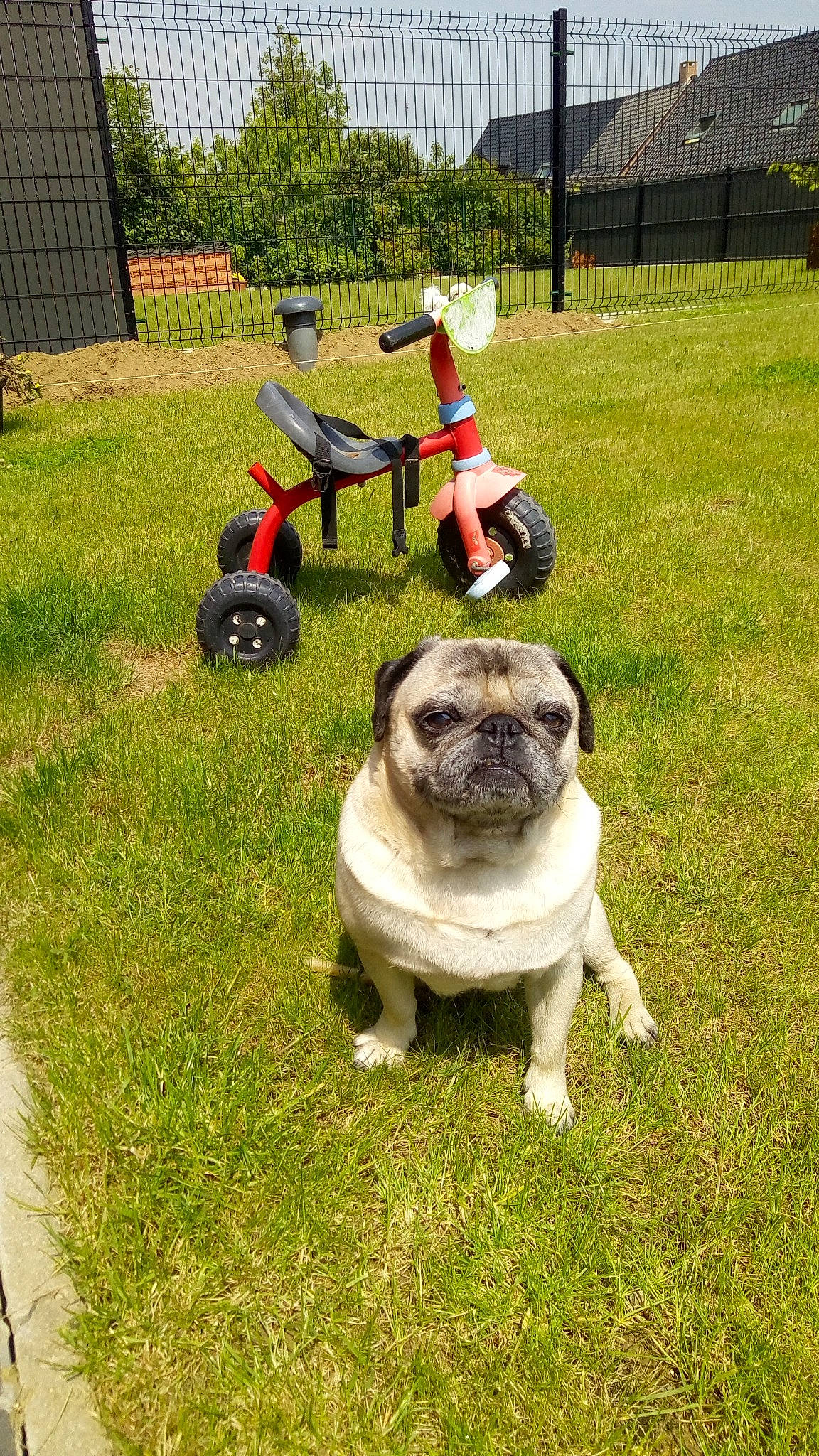 Héliot a rejoint le concours — aidez-le/la à gagner de superbes lots ! canidae, carnivore, companion_dog, dog, dog_breed, fawn, fence, garden, grass, plant, pug, sky, snout, soil, sporting_group, tire, toy_dog, tree, wheel, working_animal