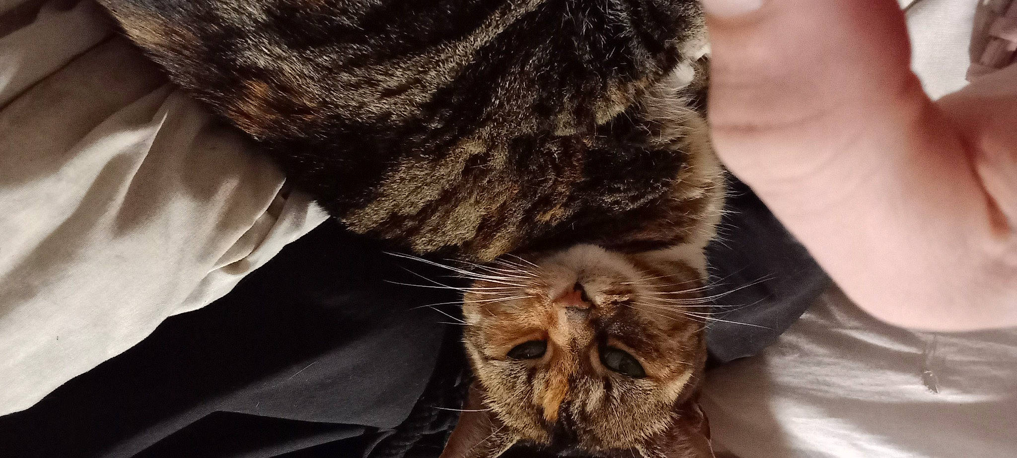 Puss Puss