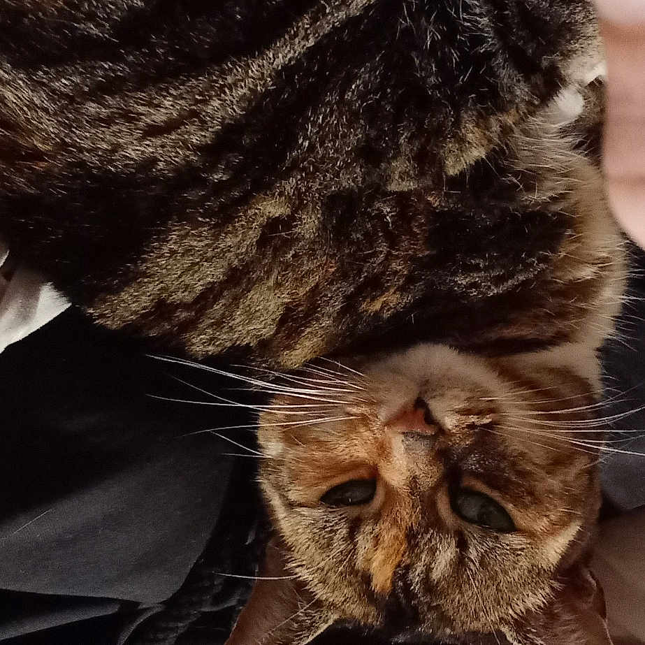 Puss Puss