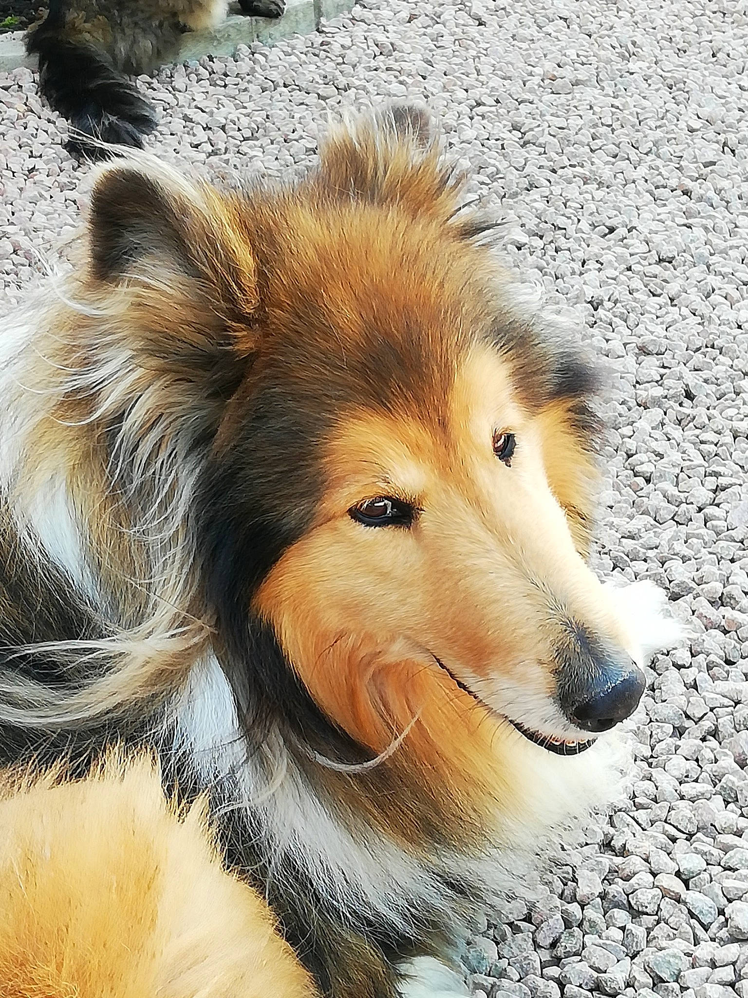 Etan a rejoint le concours — aidez-le/la à gagner de superbes lots ! ancient_dog_breeds, canidae, carnivore, collie, companion_dog, dog, dog_breed, fur, herding_dog, mammal, rare_breed_dog, rough_collie, scotch_collie, shetland_sheepdog, smooth_collie, snout, vertebrate, whiskers
