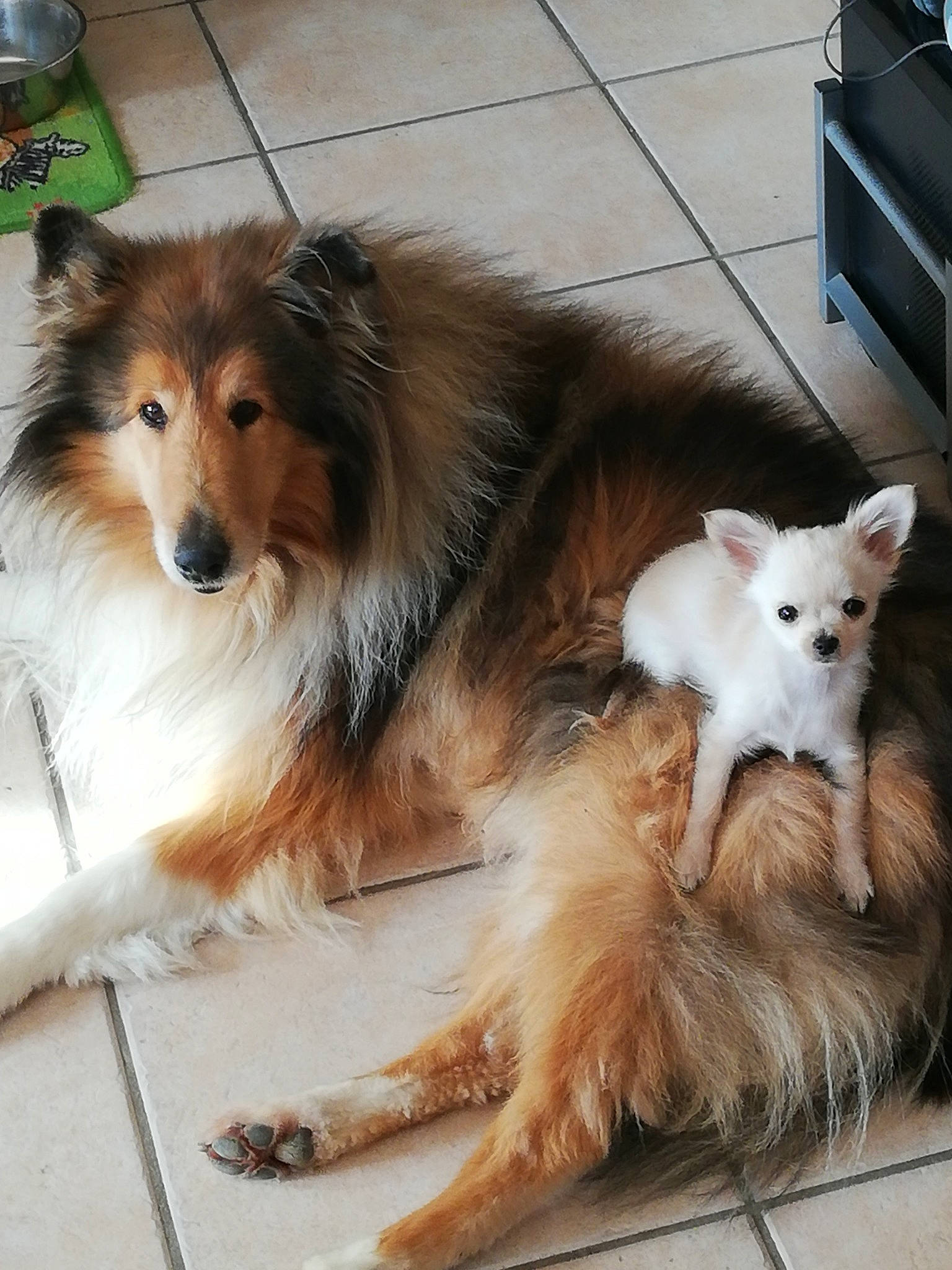 Etan participe au concours pour gagner de l'argent avec cette photo : australian_collie, border_collie, canidae, carnivore, collie, companion_dog, dog, dog_breed, fawn, herding_dog, mammal, rare_breed_dog, rough_collie, scotch_collie, shetland_sheepdog, snout, sporting_group, vertebrate