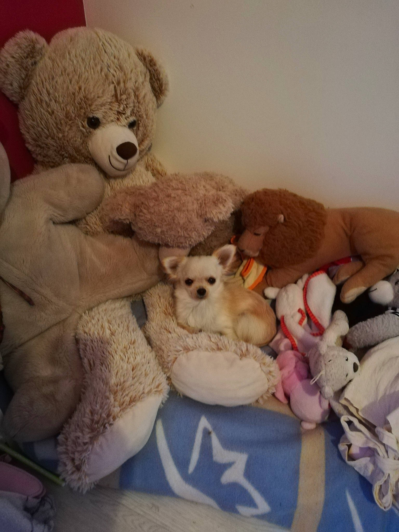 Pepito participe au concours pour gagner de l'argent avec cette photo : canidae, carnivore, companion_dog, dog_breed, plush, puppy_love, stuffed_toy, teddy_bear, toy
