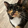 adorable, animal, black_fur, cat, close_up, curious, ears, feline, floor, fur, green_eyes, indoors, orange_fur, pet, pink_nose, portrait, tortoiseshell, whiskers, white_chest, white_fur