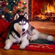 Focus is registered to the contest to win money with this photo: husky, dog, fireplace, christmas_tree, holiday, decorations, lights, red_rug, indoor, pet, cozy, warm, fur, animal, relaxing, wood_floor, celebration, festive, holiday_season, glowing