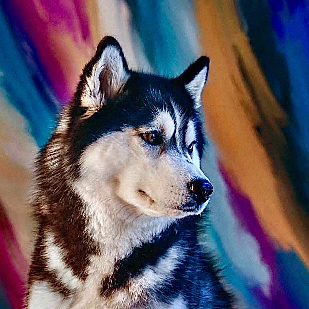 Focus is registered to the contest to win money with this photo: alert, animal, beautiful, black_and_white, canine, close_up, colorful_background, companion, dog, ears, fluffy, fur, husky, looking_away, muzzle, nature, outdoor, pet, portrait, side_view