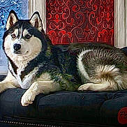 Focus is registered to the contest to win money with this photo: dog, husky, pet, animal, couch, indoor, window, artistic, pattern, blue, red, fur, lying_down, portrait, mammal, relaxed, domestic, canine, companion, decor