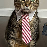 Timmy joined the competition — help win amazing prizes! cat, tabby, tie, collar, green_eyes, whiskers, paws, hardwood_floor, sitting, indoor, portrait, feline, cute, close_up, striped_tie, formal, adorable, ears, gaze, pet